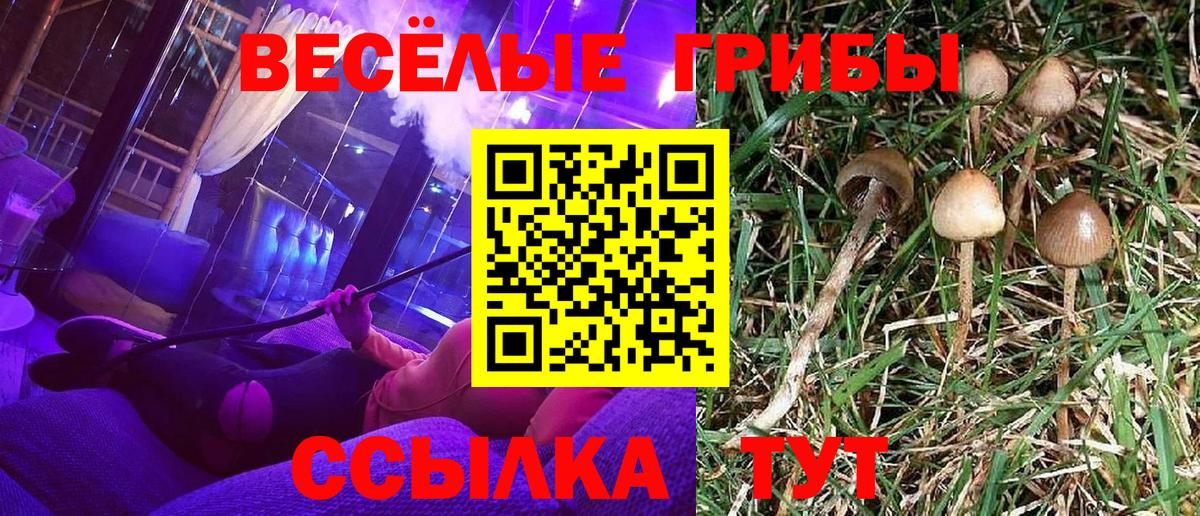 Псилоцибиновые грибы MAGIC MUSHROOMS  Вход с VPN  Галлюциногенные грибы Psilocybe  Богданович 